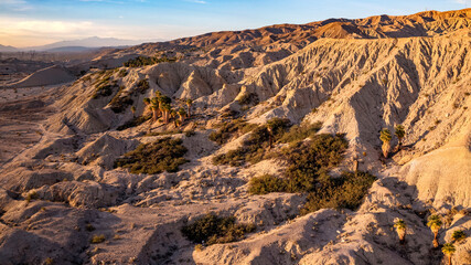 Aerial view of Fan Palms growing along the San Andreas fault in the Indio Badlands