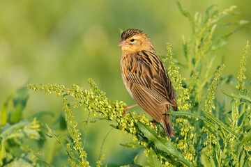 A female long-tailed widowbird (Euplectes progne) perched on a plant, South Africa.