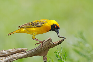 A male southern masked weaver (Ploceus velatus) with a worm, South Africa.