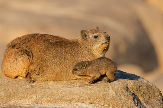 A rock hyrax (Procavia capensis) with small pup basking on a rock, Augrabies Falls National Park, South Africa.