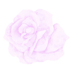 Pink rose clipart on white background 