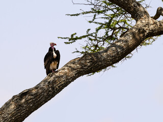 White-headed Vulture on tree trunk in Tanzania
