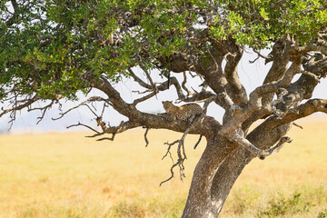  Leopard lying on tree in Tanzania, Africa