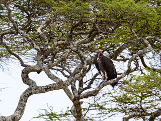 Lappet-faced Vulture on tree branch in Tanzania