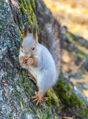 The squirrel with nut sits on tree in the autumn. Eurasian red squirrel, Sciurus vulgaris.