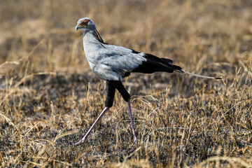 Obraz premium Secretary-bird in dry grass in Serengeti National Park, Tanzania