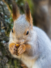 Naklejka na ściany i meble The squirrel with nut sits on a branches in the spring or summer. Portrait of the squirrel close-up