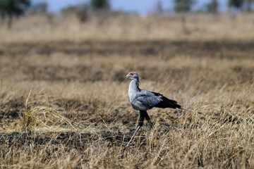 Secretary-bird in dry grass in Serengeti National Park, Tanzania