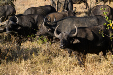 African Buffalo herd in savannah, Tanzania