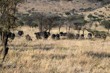 Fototapeta premium African Buffalo herd in savannah, Tanzania