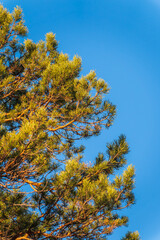 Green pine tree with long needles on a background of blue sky. Freshness, nature, concept.