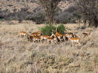 Impala herd foraging in the sun-dried savannah in the dry season