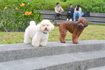 Two adorable Miniature Poodles are making friends