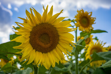Close up einer blühenden Sonnenblume
