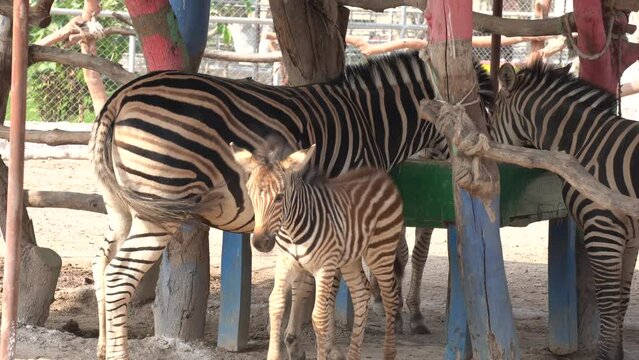 zebra in zoo and baby