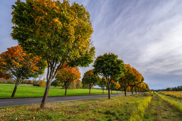 Fototapeta na wymiar eine Allee mit Bäumen im Herbst vor blauem Himmel