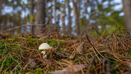 kleiner weißer Waldpilz
