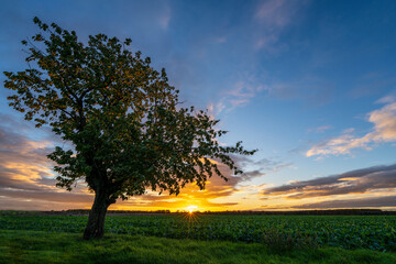 Sonnenaufgang über einem Feld im Vordergrund ein Baum