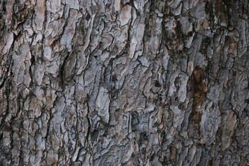 tree bark background