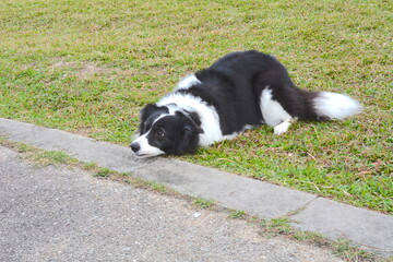 Naklejka na ściany i meble Border collie chewing a football happily playing goalie game with its owner