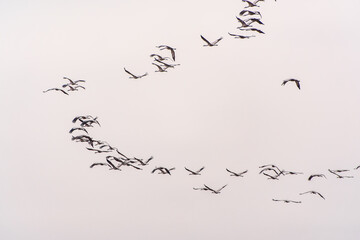 Flying cranes flock against blue sky