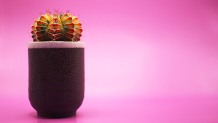 Isolated a pot of varigated Gymnocalicium cactus on pink background. Picture for use in illustrations Background image or copy space.