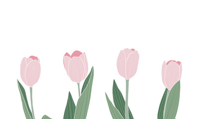 Pink tulips set on transparent background.Spring flowers vector illustration.
