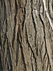 Surface of tree, natural background