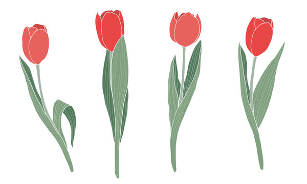 Red tulips set on a transparent background.Spring flowers vector illustration.