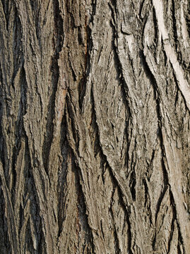 Surface of tree, natural background
