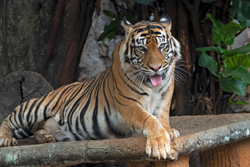 Close-up photo of a Sumatran tiger