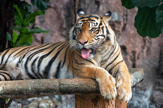 Close-up photo of a Sumatran tiger