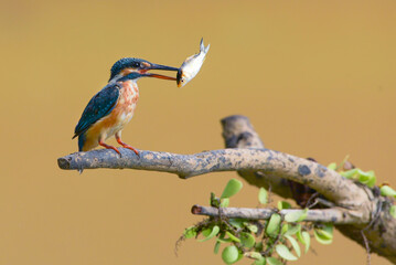 Common kingfisher eating a fish