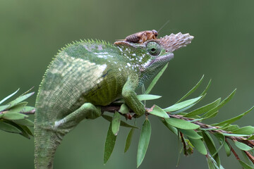 a portrait of female  fischer chameleon