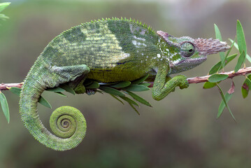 a portrait of female  fischer chameleon - obrazy, fototapety, plakaty