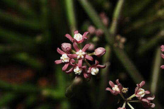 Swallow worts (Cynanchum vanlessenii) succulent plant with pink flowers