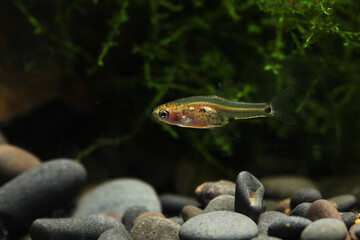three-spotted dwarf minnow (Boraras micros)