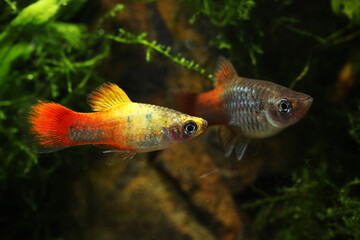 Pair of Rainbow platy fish (Xiphophorus maculatus) hybrid