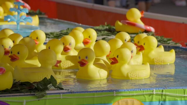 This video shows a close up view of yellow rubber ducks floating in a kiddie pool at a carnival.