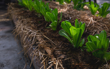 Fresh organic vegetable in the garden behind the house. Non-toxic vegetables concept