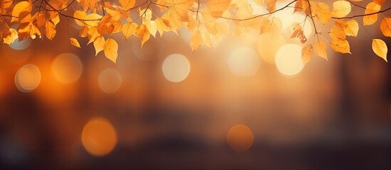 Naklejka na ściany i meble Blurred orange autumn bokeh background with yellow trees and sun beams.