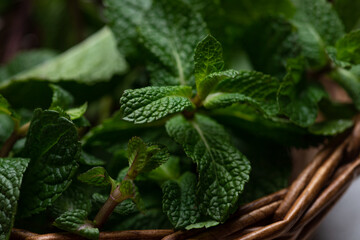 Collected mint sprigs in a basket