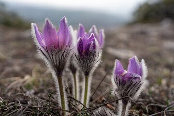 Dream grass spring flower. Pulsatilla blooms in early spring in forests and mountains. Purple...