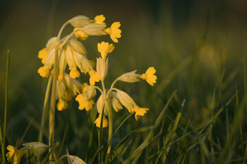 Sun shining on tiny yellow flowers in grass on a spring evening at sunset in Potzbach, Germany.