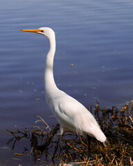 great heron