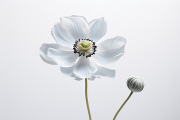 White flower background flora beauty spring blooming nature blossom plant isolated