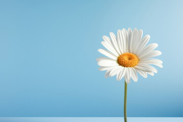 Nature summer plant daisy flora background white flower chamomile blue yellow - Powered by Adobe