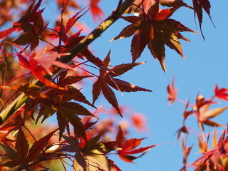 red autumn leaves