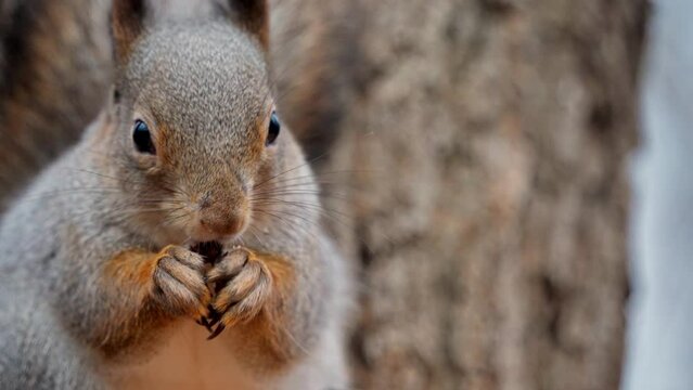 Close-up of the muzzle and paws of a beautiful red squirrel with smooth fur gnawing a nut. A hungry squirrel eats food with pleasure, remaining on guard in the autumn forest. Animal in natural habitat