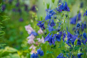 spring flowers in the garden